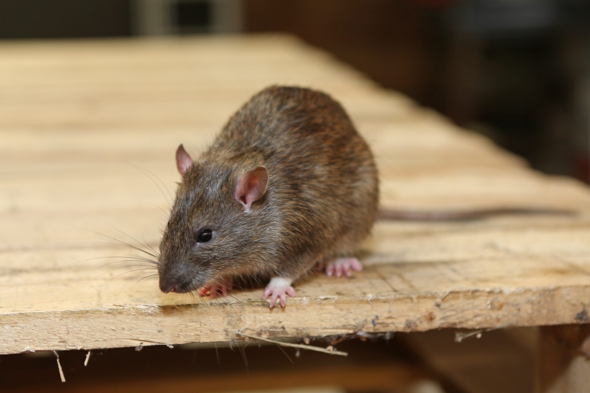 Rat extermination, Pest Control in Stanmore, Queensbury, HA7. Call Now 020 8166 9746