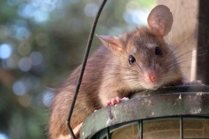 Rat Control, Pest Control in Stanmore, Queensbury, HA7. Call Now 020 8166 9746