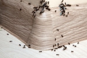 Ant Control, Pest Control in Stanmore, Queensbury, HA7. Call Now 020 8166 9746