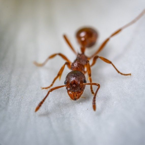 Field Ants, Pest Control in Stanmore, Queensbury, HA7. Call Now! 020 8166 9746