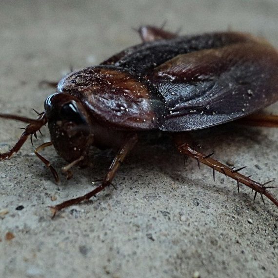 Cockroaches, Pest Control in Stanmore, Queensbury, HA7. Call Now! 020 8166 9746