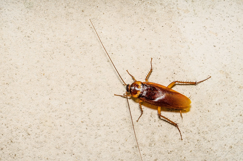 Cockroach Control, Pest Control in Stanmore, Queensbury, HA7. Call Now 020 8166 9746