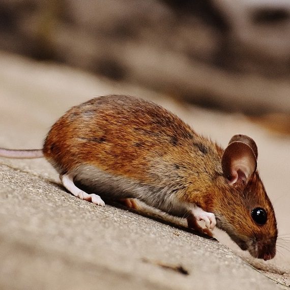 Mice, Pest Control in Stanmore, Queensbury, HA7. Call Now! 020 8166 9746