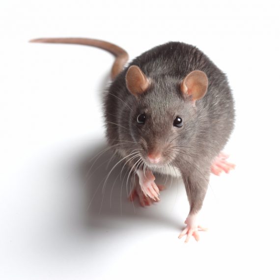 Rats, Pest Control in Stanmore, Queensbury, HA7. Call Now! 020 8166 9746