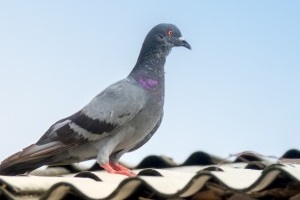 Pigeon Control, Pest Control in Stanmore, Queensbury, HA7. Call Now 020 8166 9746