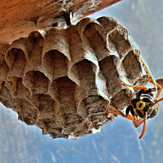 Wasps Nest, Pest Control in Stanmore, Queensbury, HA7. Call Now! 020 8166 9746